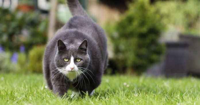  VIDEO.  Cat Obesity: A Vet's Solutions to Maintain Her Cat's Health

