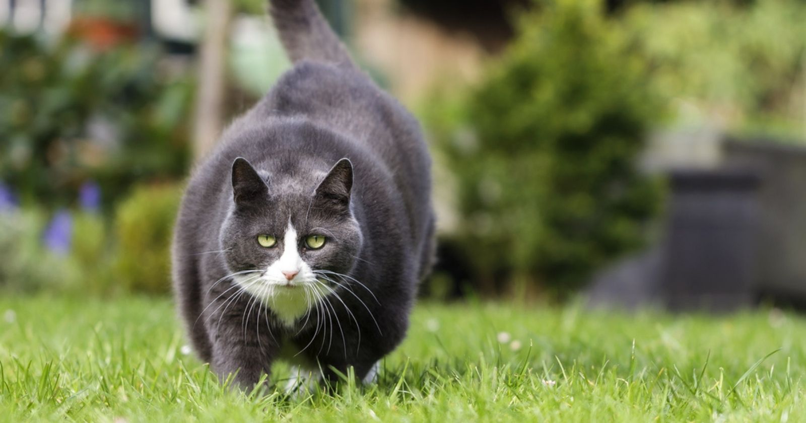 VIDEO.  Cat Obesity: A Vet's Solutions to Maintain Her Cat's Health