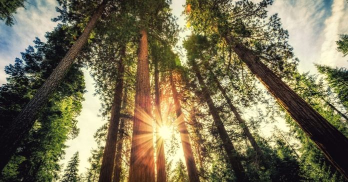 California: 202 acres of redwood forest returned to native descendants

