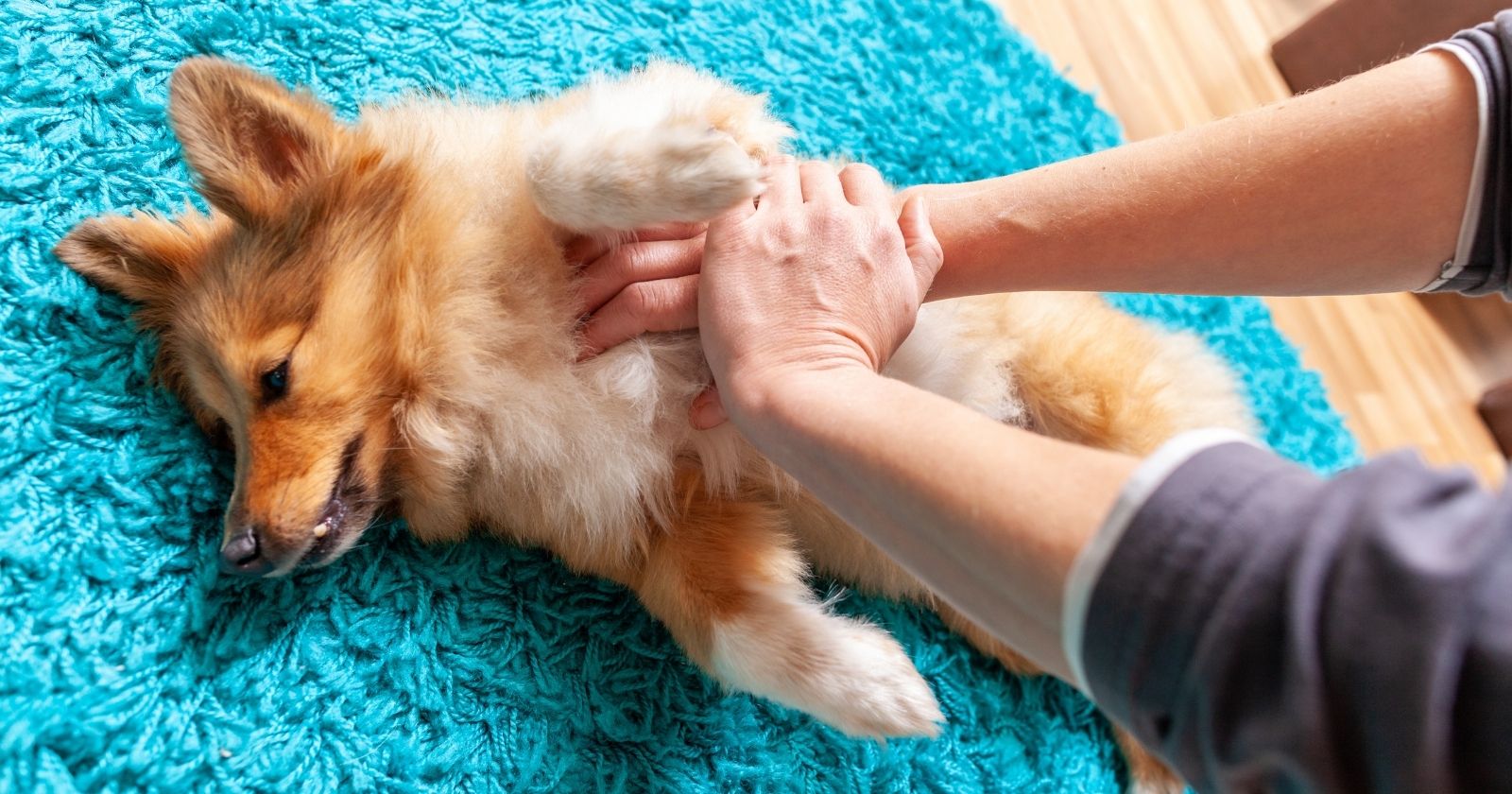 The first aid gestures you need to know to save your pet