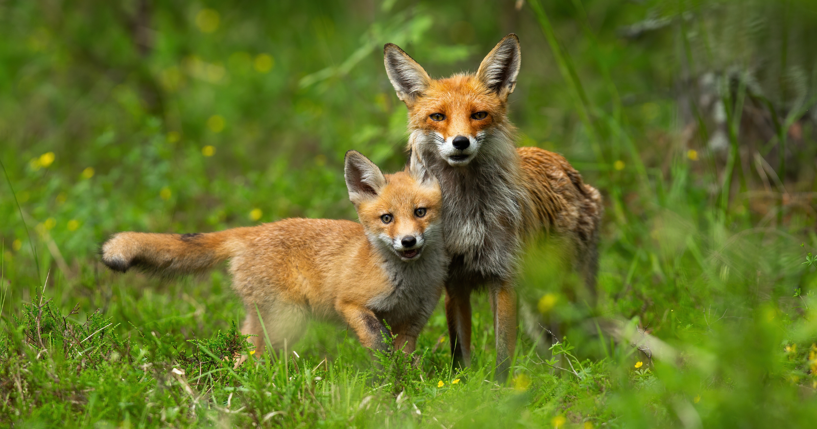 Dordogne: this unique refuge collects foxes unfit for the wild