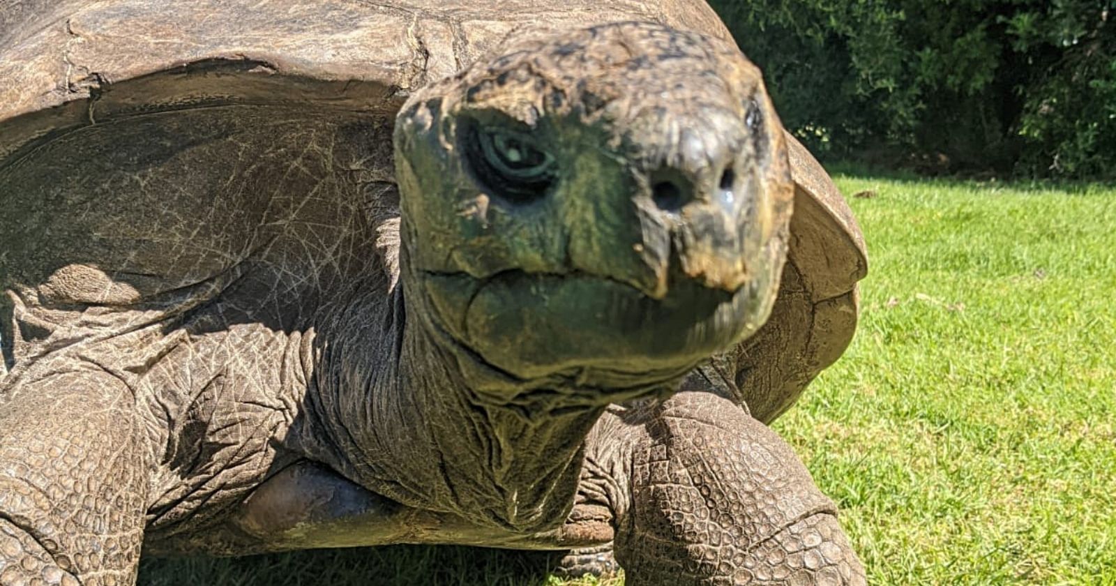 Born in 1832, this 190-year-old tortoise is the oldest living land animal