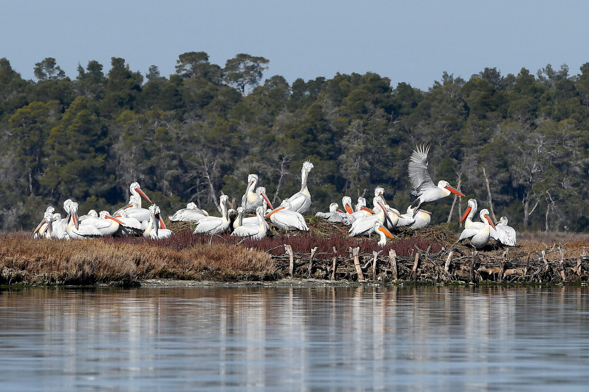 Global warming: "9000 migratory birds are missing" in Albania