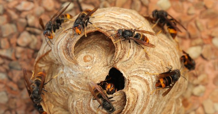 Thanks to this discovery, a new Asian hornet attack should see the light of day soon

