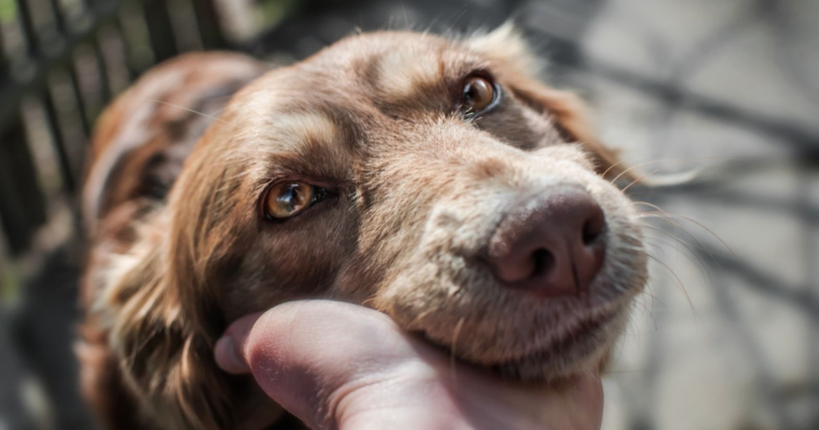 Being buried with your pet: soon a reality?