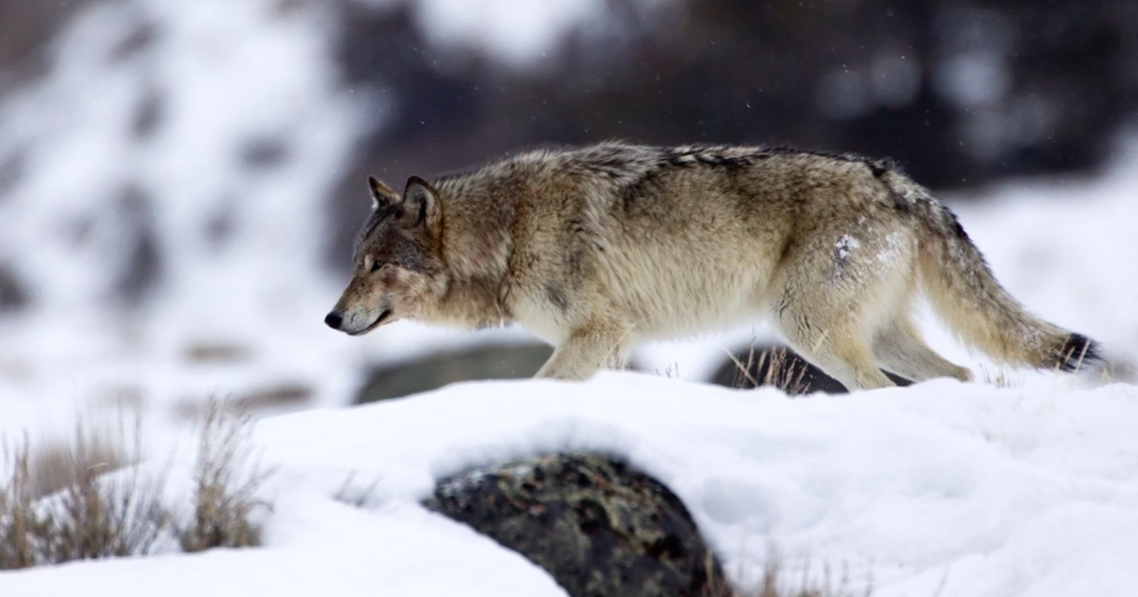 Gray wolf hunting is now banned in 44 US states