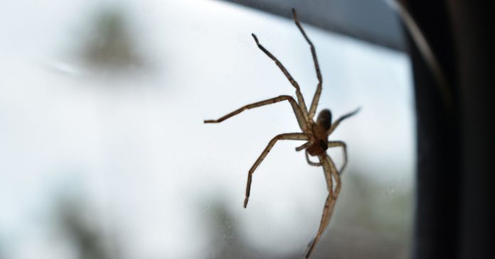 Australia: He's been living with a spider in his vehicle for over a year

