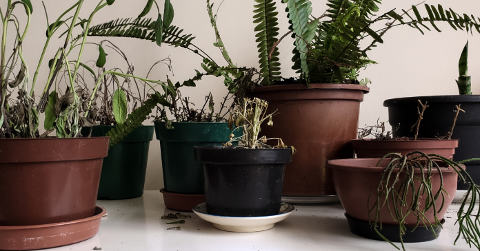  Do you think your plant is dead?  Here are 7 simple and effective tips for bringing it back to life.

