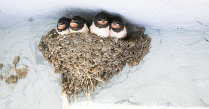 Gironde: the inhabitants place false nests to attract swallows, a species in decline ￼

