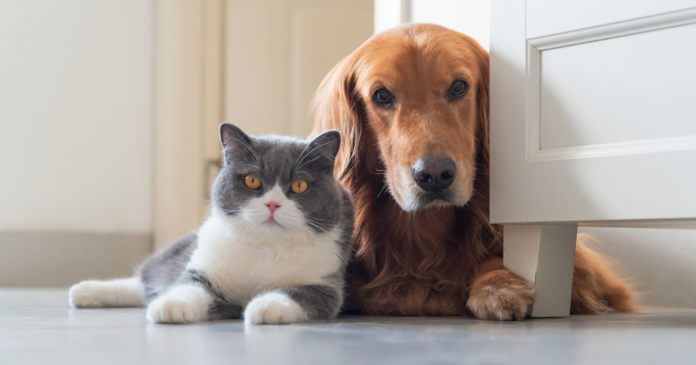 How is the custody of a pet decided in the event of a divorce?

