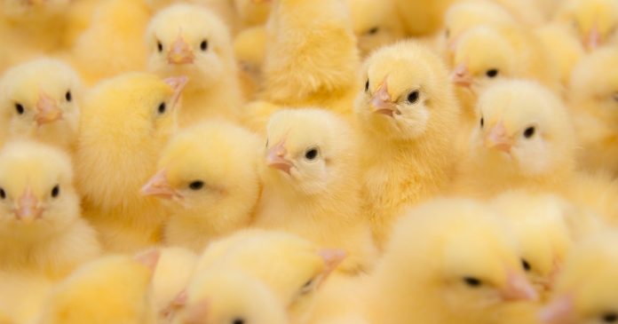 Grinding of male chicks banned in France from the end of 2022

