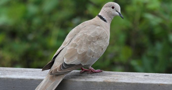 Nest, feeder, birdhouse: how do you welcome the pigeon in the garden or on its balcony?

