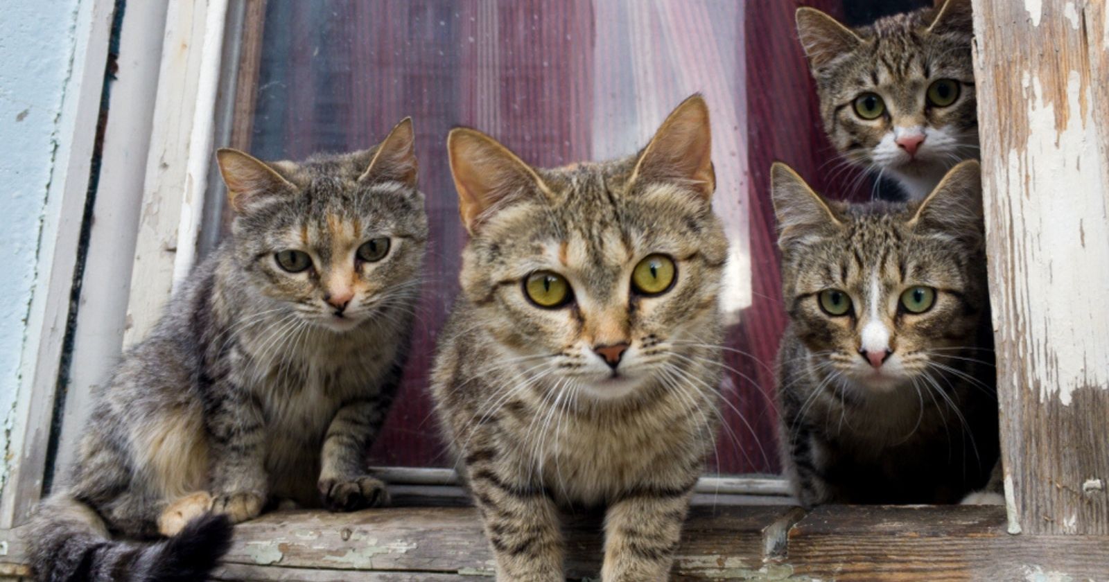Sauvés par une association, 50 chats et chatons attendent de rejoindre une nouvelle famille