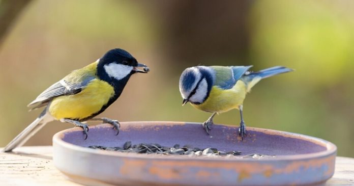 Why and how to clean bird feeders?

