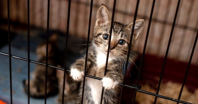 Animal welfare: Bordeaux says stop on puppy or kitten fairs on its territory

