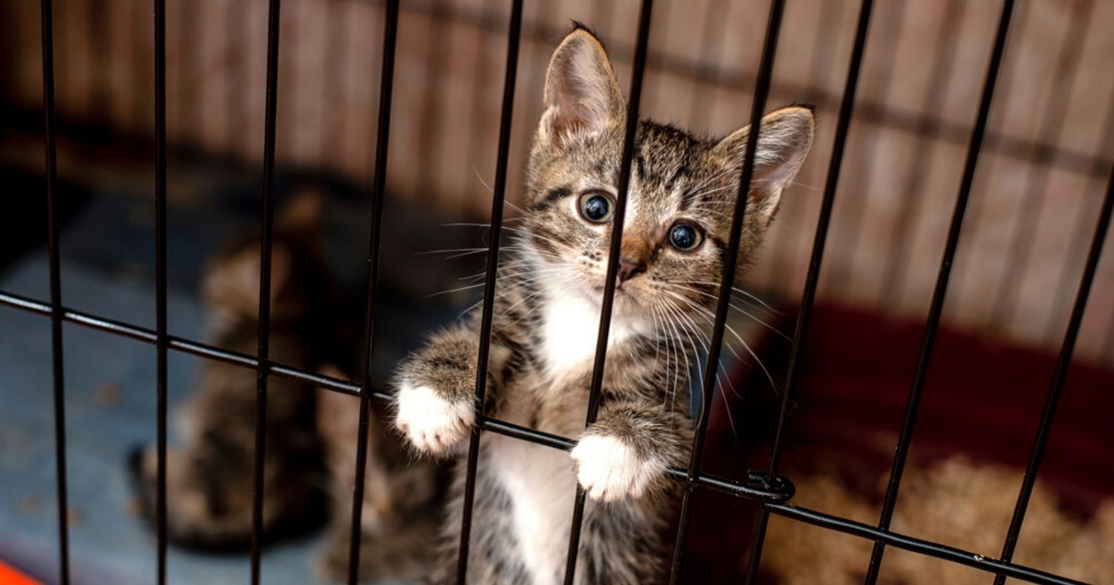 Animal welfare: Bordeaux says stop on puppy or kitten fairs on its territory
