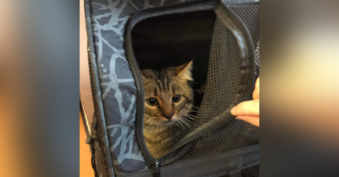 Tino, a cat found alone in a TGV train, was able to find its owner thanks to SNCF agents

