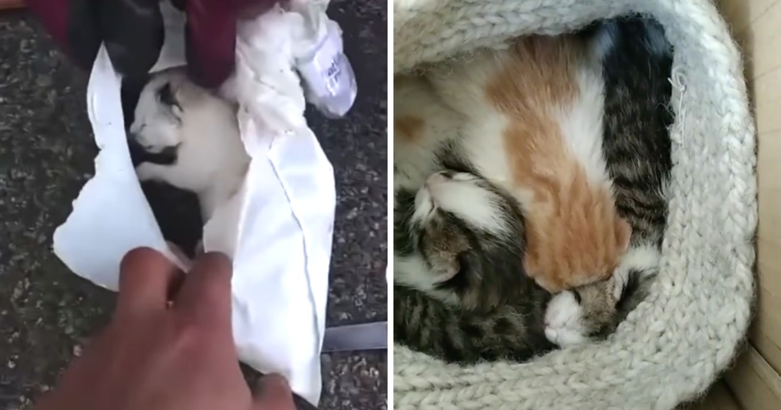 VIDEO.  5 kittens rescued in extremis from a dumpster by garbage men