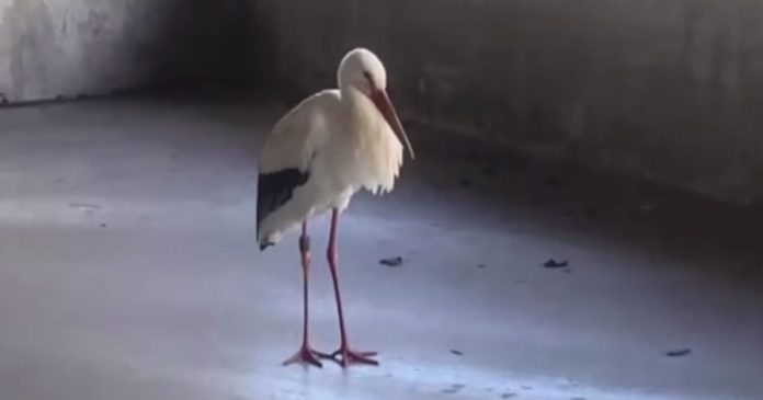  VIDEO.  This stork has become Amiens' mascot

