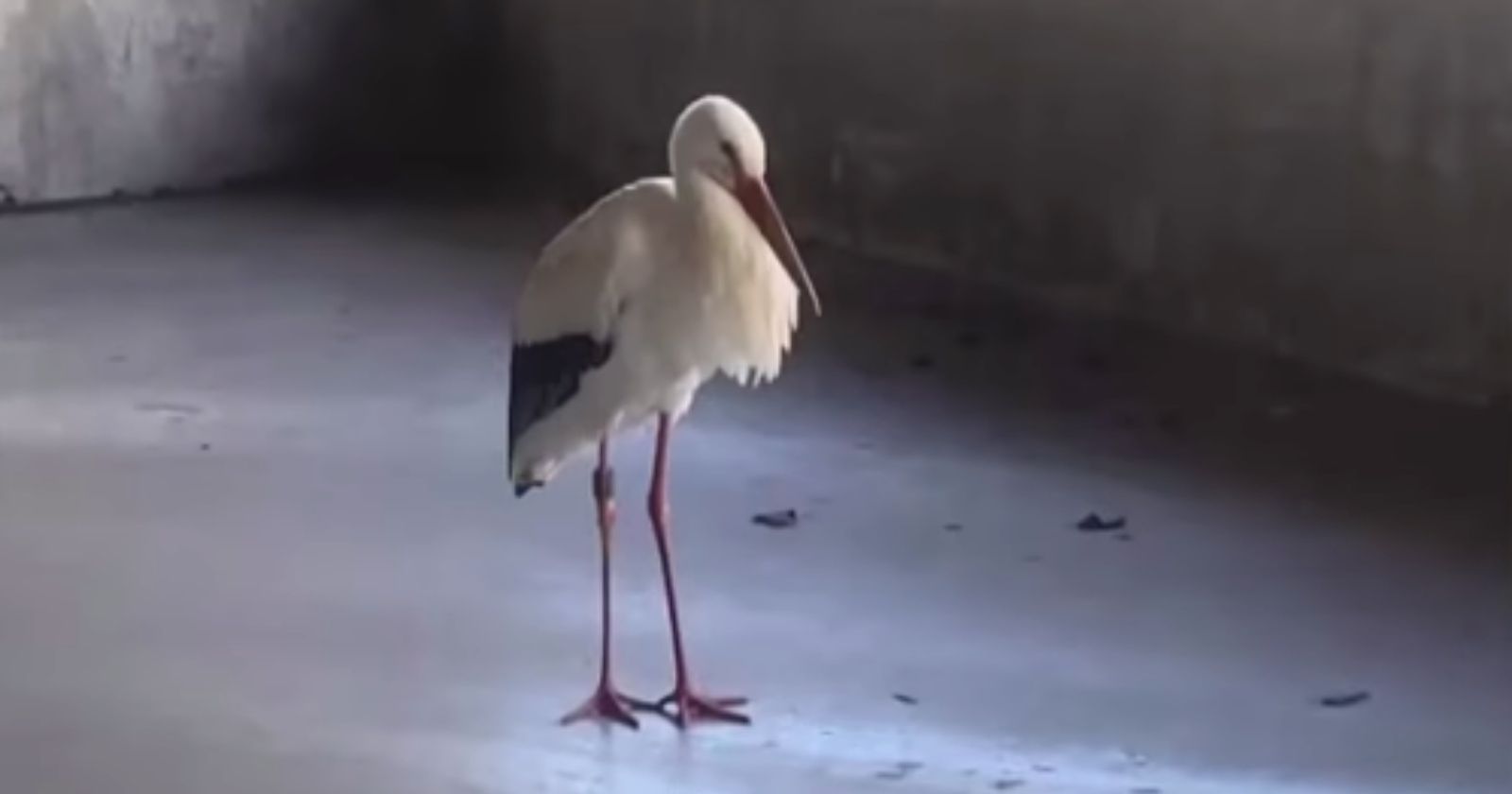 VIDEO.  This stork has become Amiens' mascot