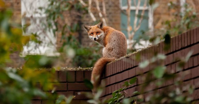  How to react if you encounter a fox in the city?  4 valuable tips to apply.

