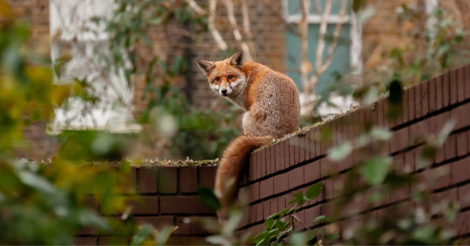 How to react if you encounter a fox in the city?  4 valuable tips to apply.