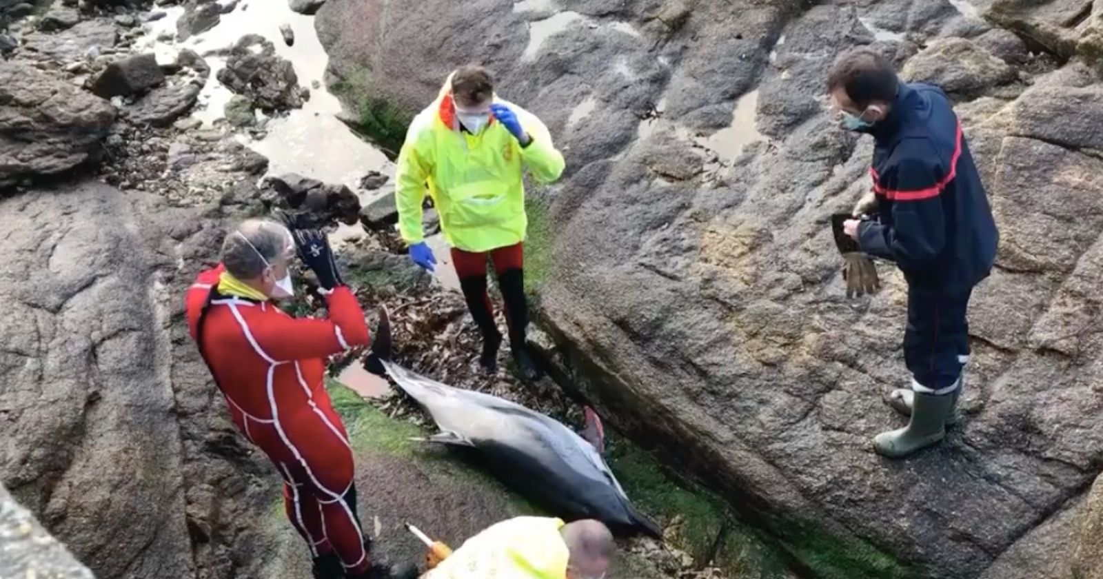 VIDEO.  In Concarneau, a chain of solidarity manages to rescue a young dolphin stranded