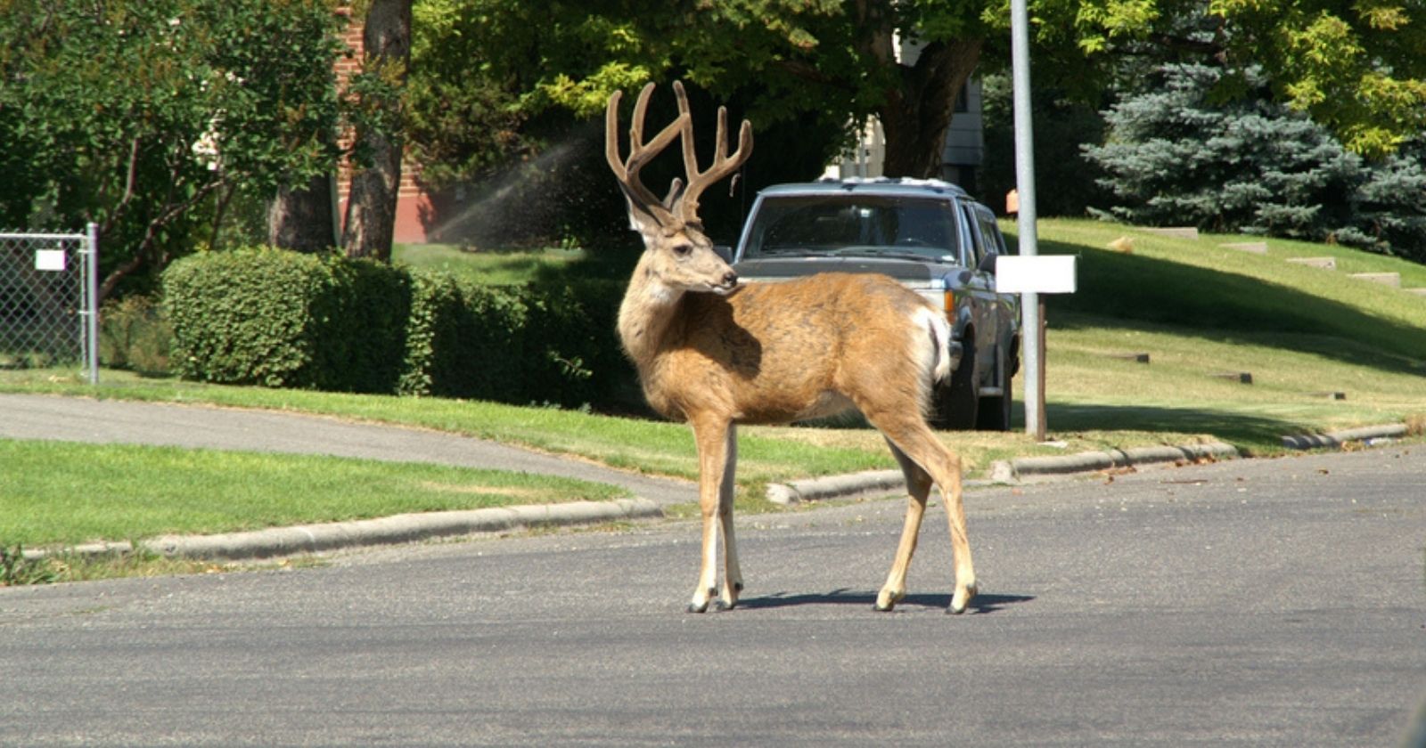 The Council of State ratifies a municipal anti-hunting decision