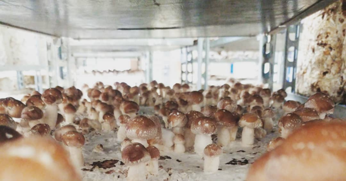 In Nantes, a 19th-century chapel has been transformed into an urban mushroom farm

