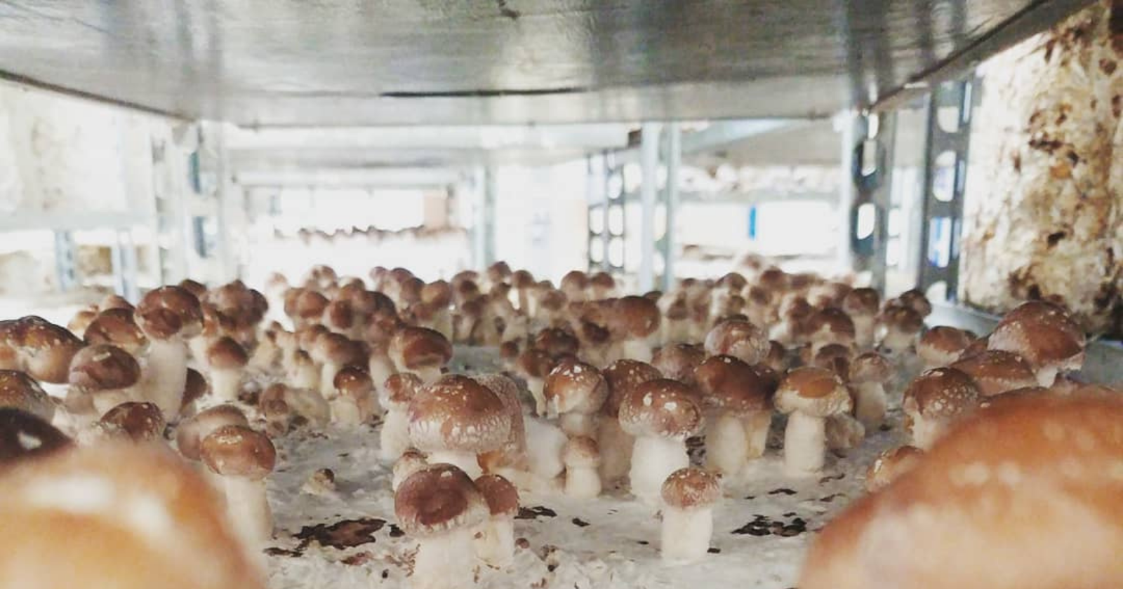 In Nantes, a 19th-century chapel has been transformed into an urban mushroom farm