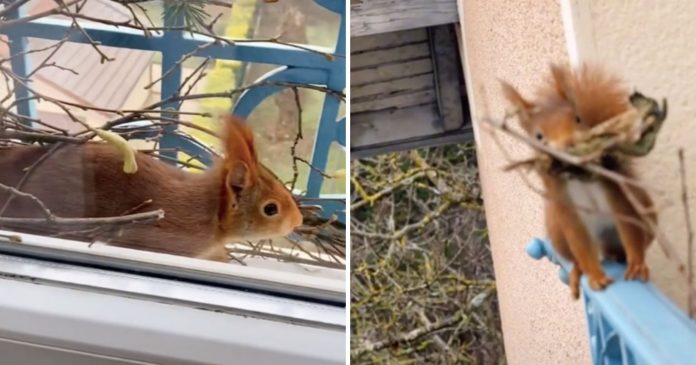  A squirrel installs its nest under their window, they film everything.  Moving images.

