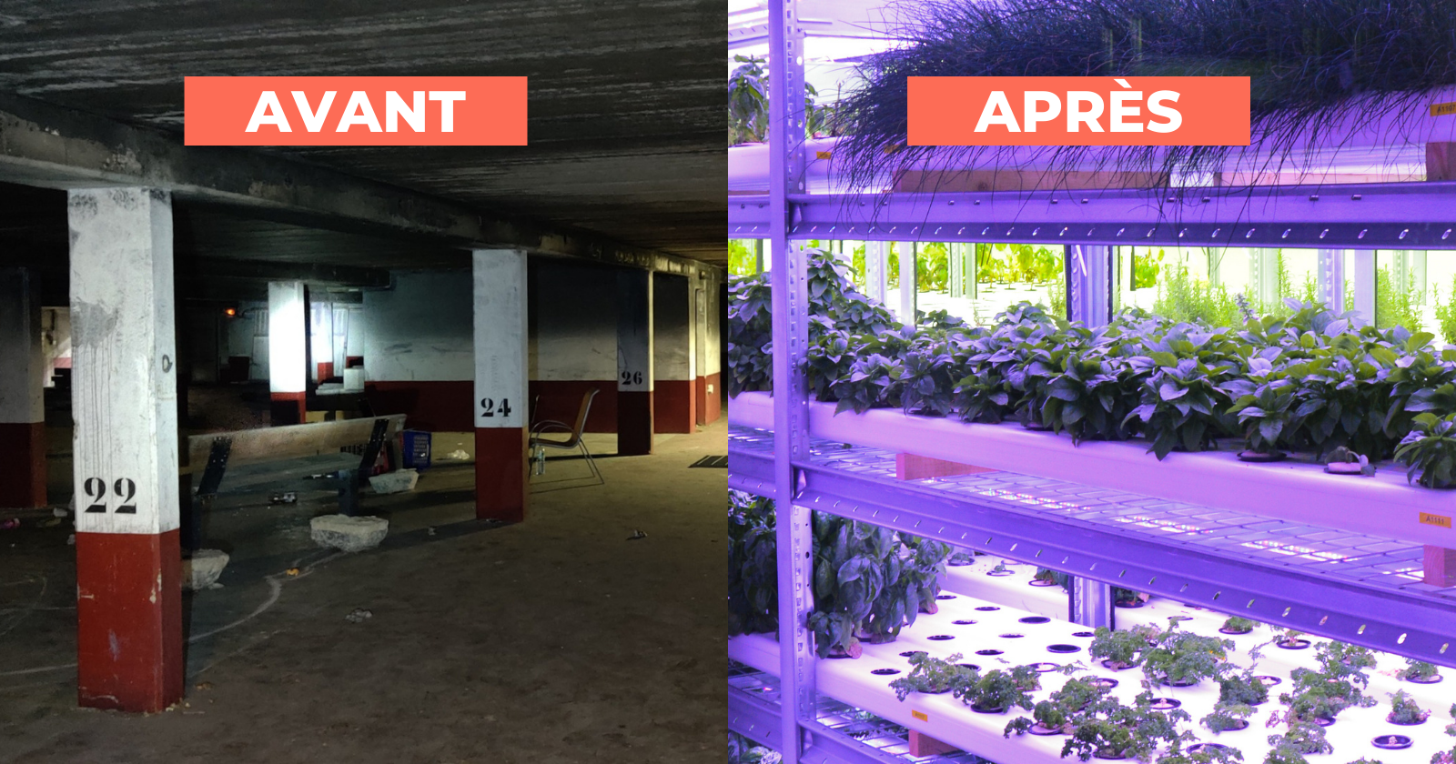 This city farm, located in a former parking garage, grows 150 types of fruit and vegetables