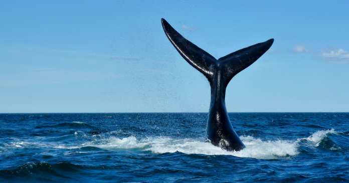 Iceland to end whaling in 2024


