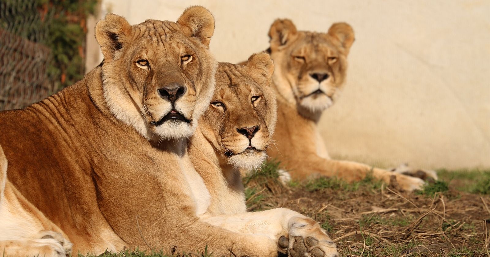 VIDEO.  4 circus lions fly to Africa for a peaceful retirement: a unique transfer