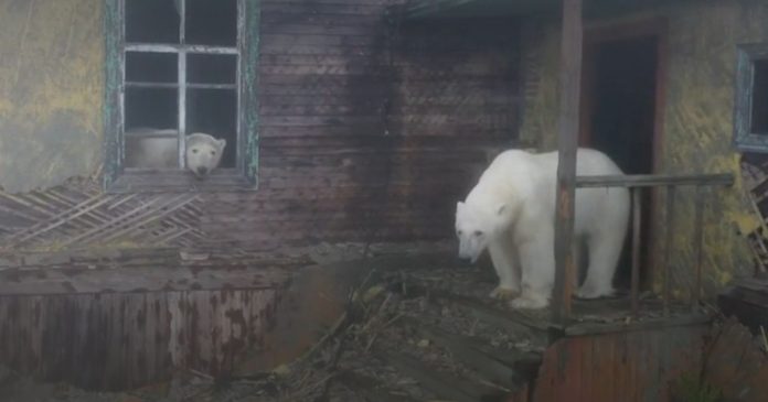 Polar bears have taken up residence in an abandoned Russian station: images that pose a challenge

