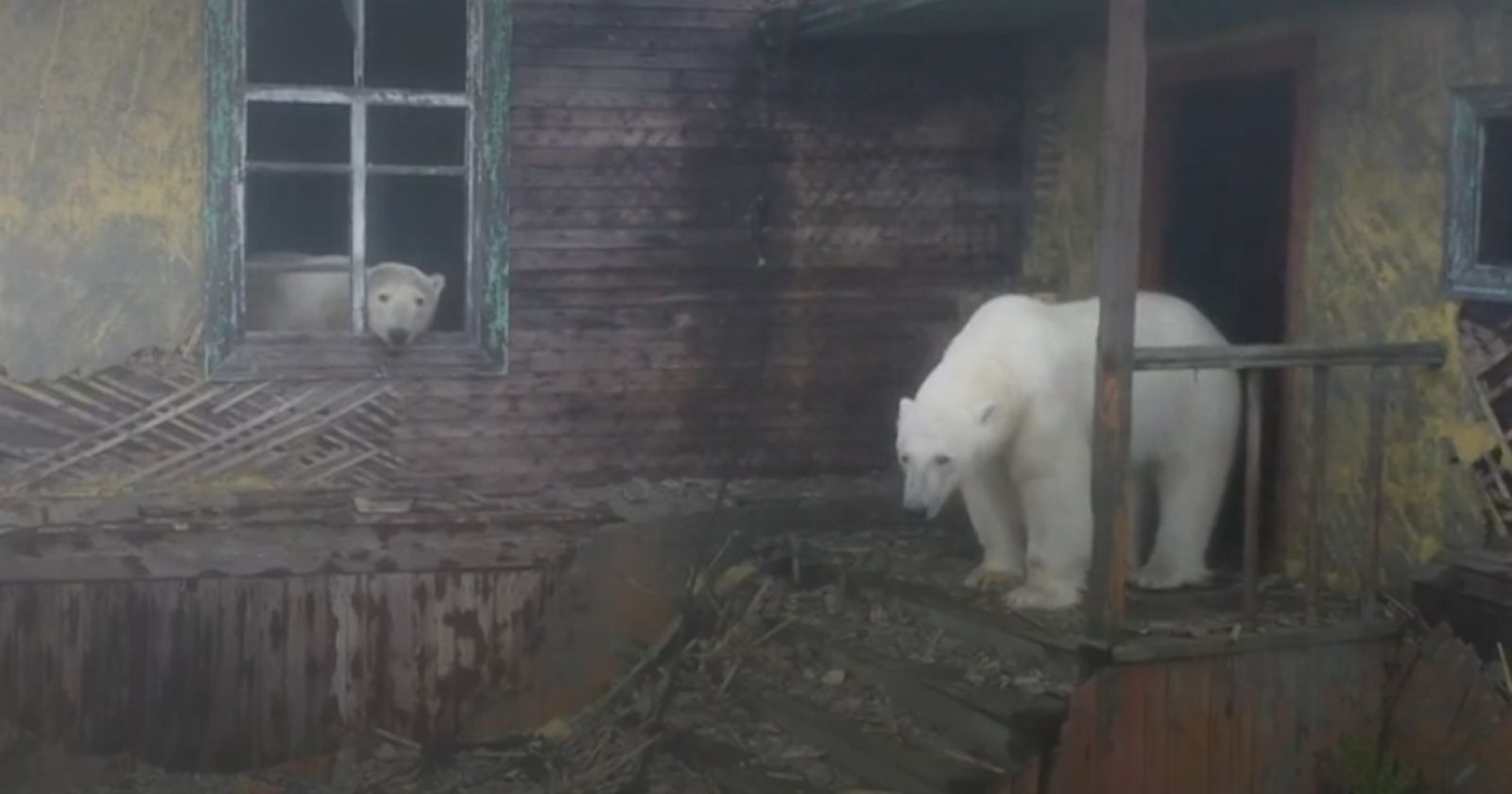 Polar bears have taken up residence in an abandoned Russian station: images that pose a challenge