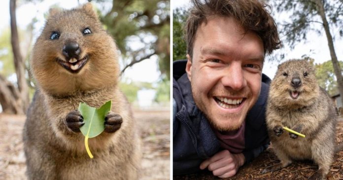 20 cute and hilarious pictures of posing quokkas

