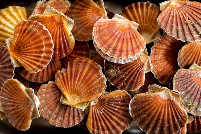 Soap, anti-fog mask, cement: scallop recycling is everywhere

