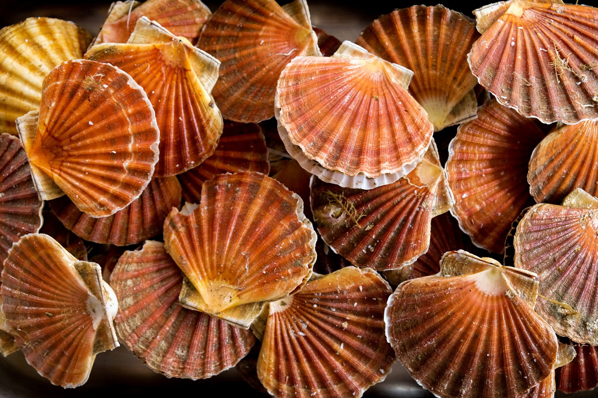 Soap, anti-fog mask, cement: scallop recycling is everywhere