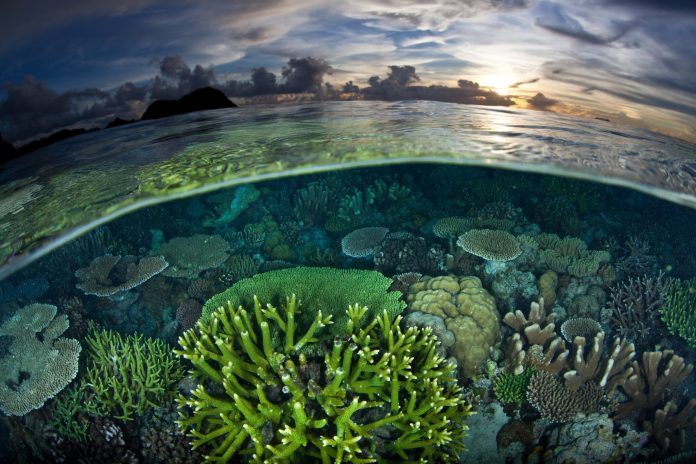 Pour ne pas blanchir et mourir, les coraux ont besoin de températures plus fraîches