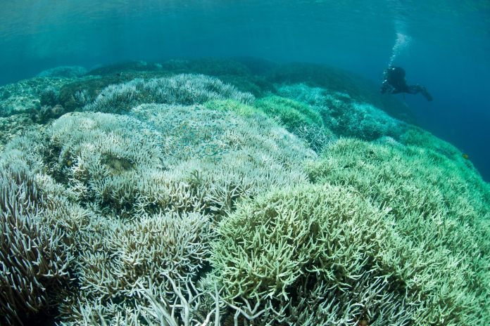  Climate emergency: what solutions to protect corals around the world?

