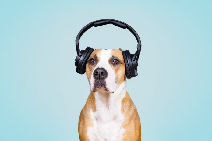 Foundation 30 million friends launches its podcast to make people aware of animal protection

