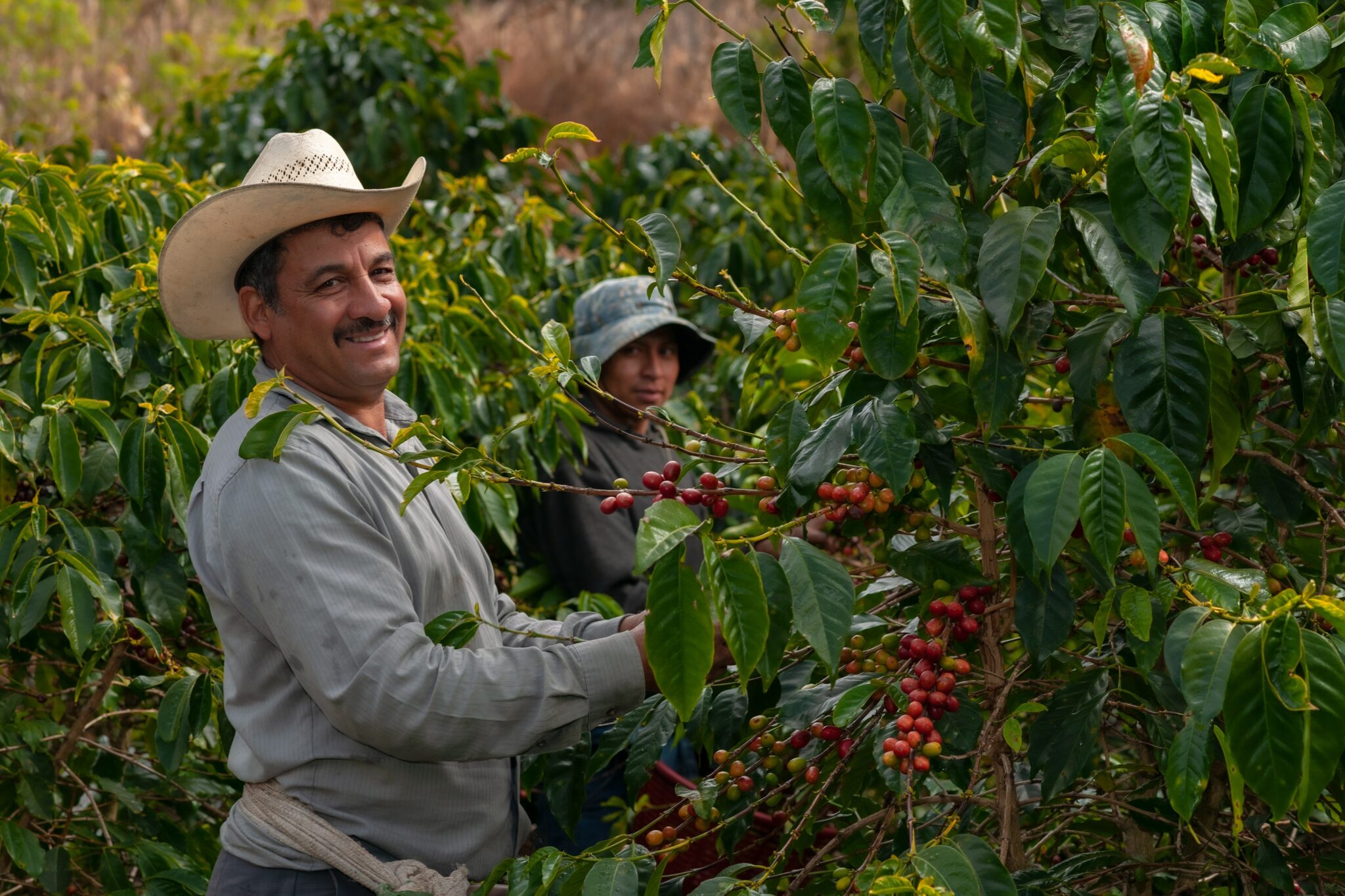 Where will avocado, cashew nuts or coffee be produced in 2050?