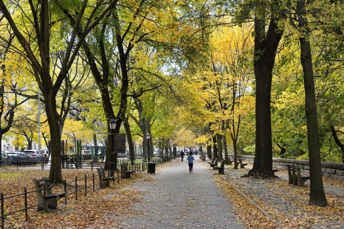 Urban forests: valuable carbon sinks that must be preserved at all costs

