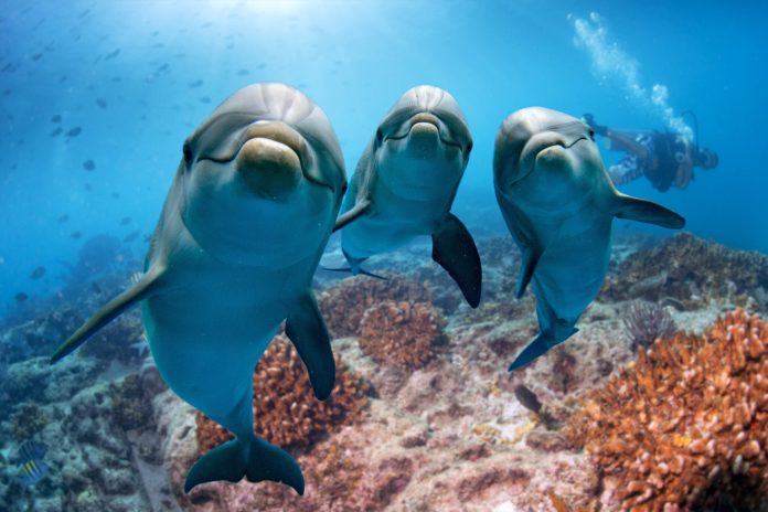 To communicate with the dolphins, all you need to do is play the flute

