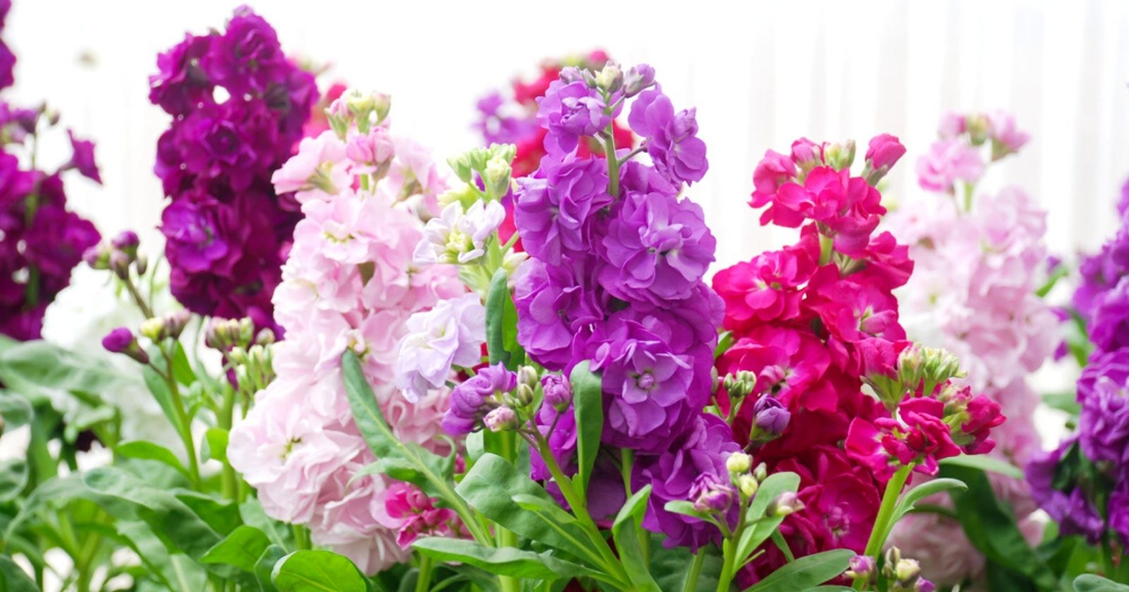 6 old, colorful and unknown plants to plant in your garden in spring