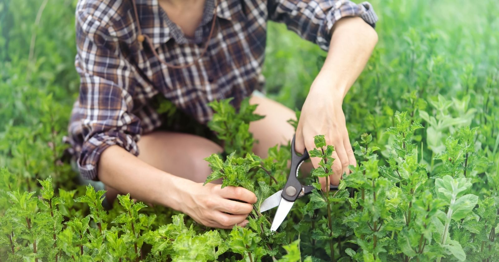 Comment faire pousser de la menthe ?  Nos astuces pour une récolte gourmande et genereuse.