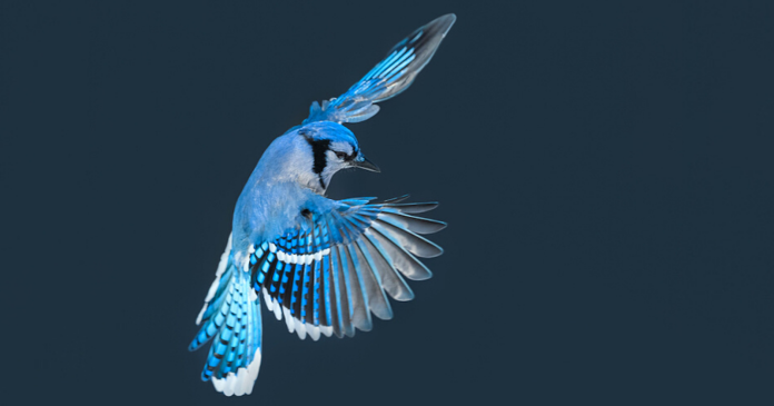 Eleven beautiful and terrifying photos of the blue jay, a bird of great beauty

