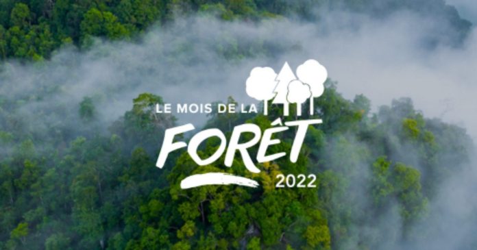 Forest Month: 31 days to understand and do something about forests

