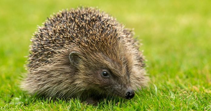 Free the hedgehogs, make holes in your fences!

